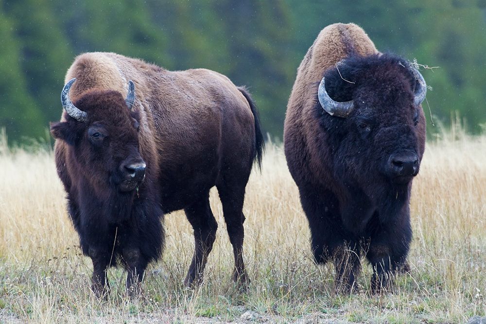 Bison Pair